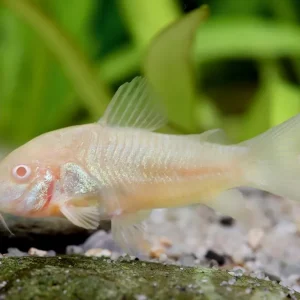 Schnäppchen Siluro blindado albino - Corydoras paleatus