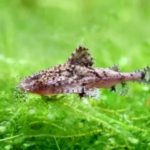 Neue Kollektion Piccolo pesce gatto farfalla - Hara jerdoni