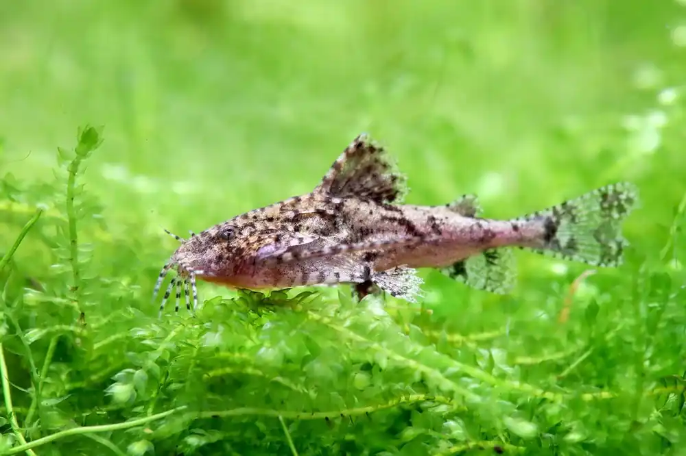Neue Kollektion Piccolo pesce gatto farfalla - Hara jerdoni