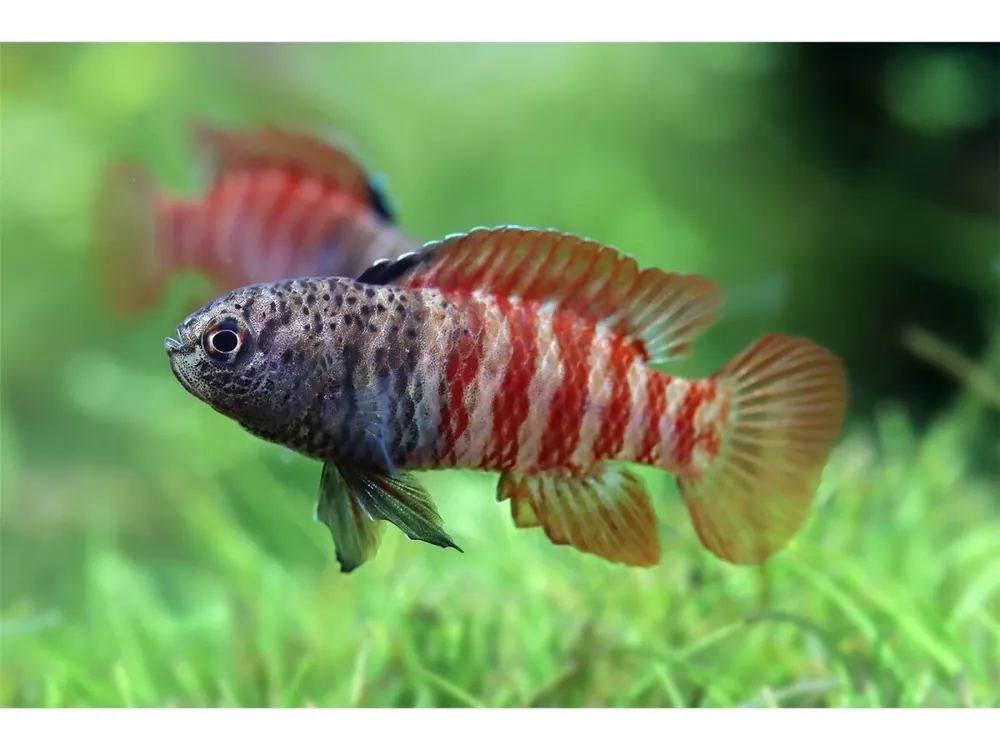 Tigre bleu nain Black Tiger - Dario tigris Billig