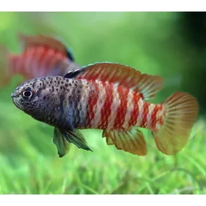 Abverkauf Pez azul enano Tigre negro - Dario tigris