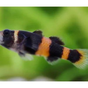 Begrenztes Angebot Golden Ringed Goby - Brachygobius doriae