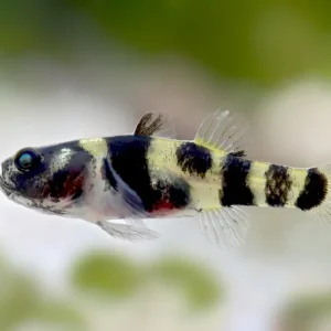 Top-Preis Gobio cebra de agua dulce - Brachygobius xanthomelas