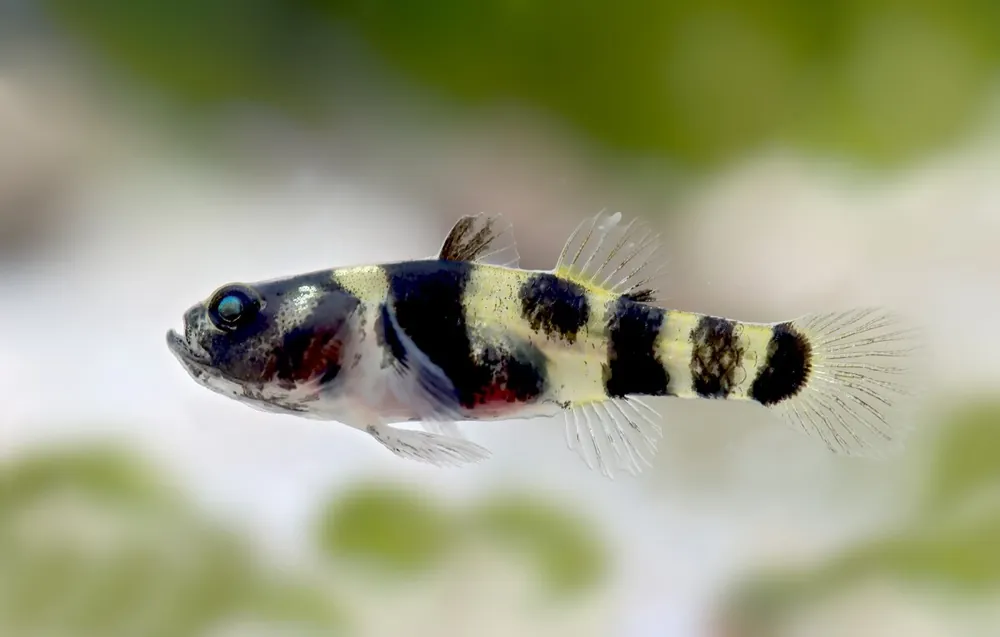 Top-Preis Gobio cebra de agua dulce - Brachygobius xanthomelas