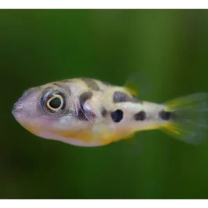 Wochenendangebot Pesce palla nano - Carinotetraodon travancoricus