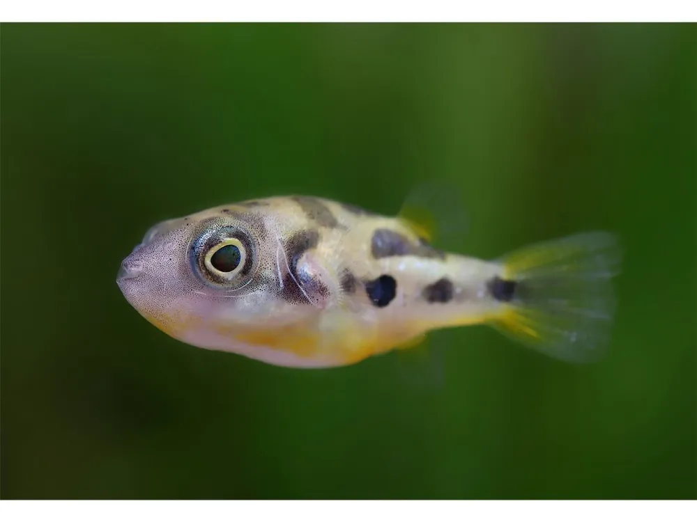 Rabatt Pez globo guisante enano - Carinotetraodon travancoricus