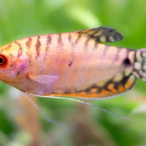 Orangener Fadenfisch - Trichogaster trichopterus Preis Gesenkt