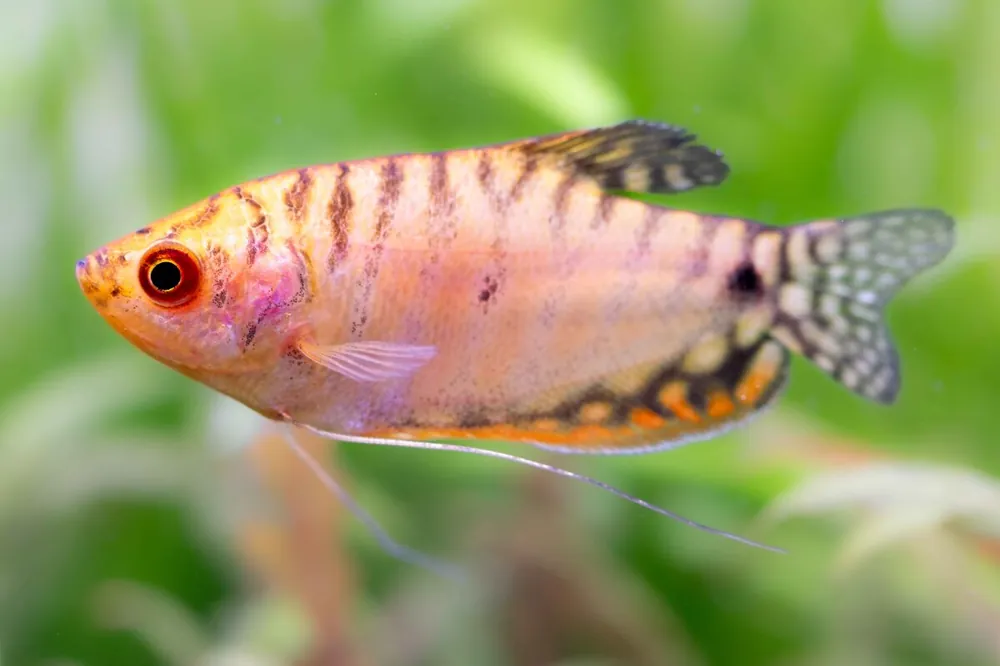 Orangener Fadenfisch - Trichogaster trichopterus Preis Gesenkt