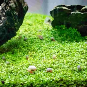 Bodendecker für Nanoaquarien – klein aber effektiv Online Kaufen