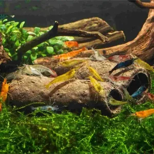 Sale Shrimp Hides in the Neocaridina Aquarium – Smart Integration Guide