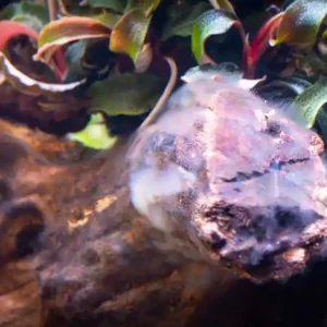 Mega-Angebot Biofilm bactérien sur le bois d’aquarium : inoffensif ou problématique ?