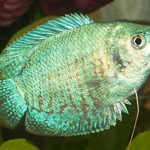 Colisa lalia cobalt blau male / Zwergfadenfisch cobaltblau männlich Mega-Angebot