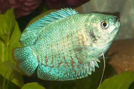 Colisa lalia cobalt blau male / Zwergfadenfisch cobaltblau männlich Mega-Angebot