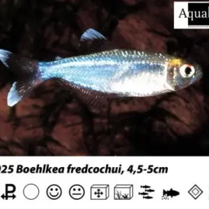 Expressversand Boehlkea fredcochui / Blauer Perusalmler