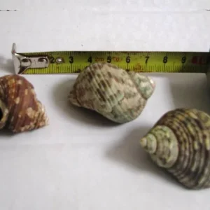 Jetzt Kaufen Empty shell - native / Schneckengehause natur
