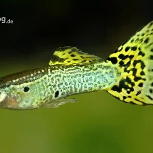 Echt Guppy cobra green male / Guppy männl. grün