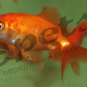Carassius auratus schleier red / Schleierschwanz rot Sichere Zahlung