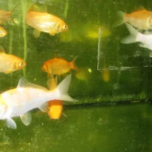 Knallerangebot Karp koi mix 'B' Europe / Koi mix 'B' Europa NZ