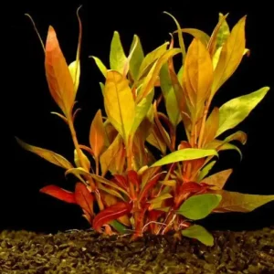 Alternanthera mix / Aquariumpflanze Garantierte Lieferung