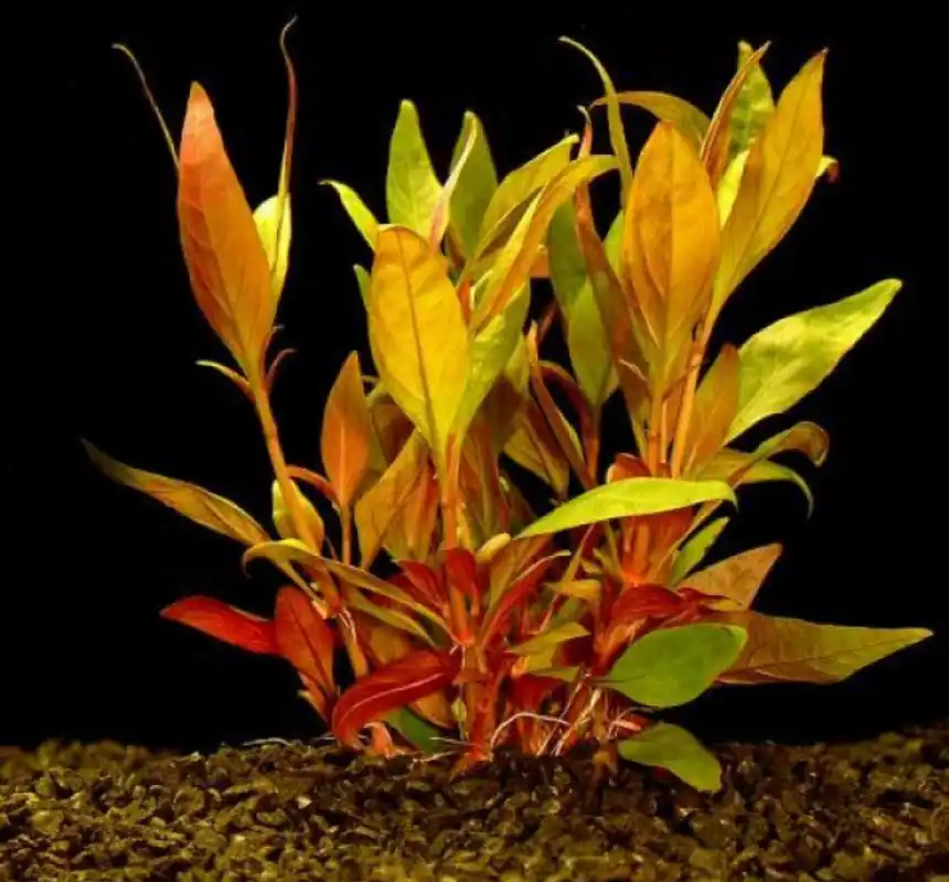Alternanthera mix / Aquariumpflanze Garantierte Lieferung