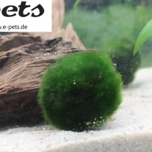 Cladophora aegagrophylla / Mooskugel Preisknaller