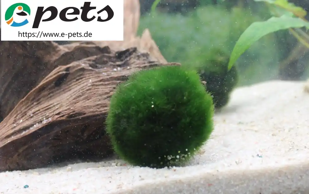 Cladophora aegagrophylla / Mooskugel Preisknaller