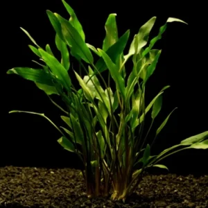 Cryptocoryne mix / Aquariumpflanze Kracherpreis