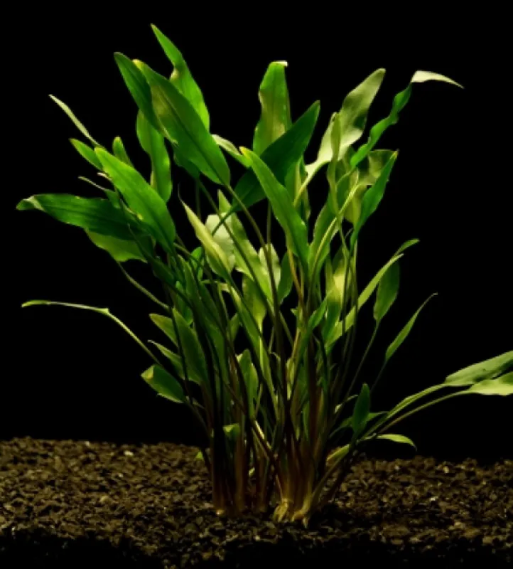 Cryptocoryne mix / Aquariumpflanze Kracherpreis