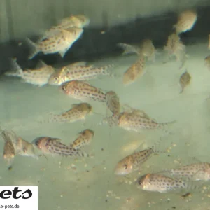 Corydoras punctatus Punktierter Panzerwels Neu