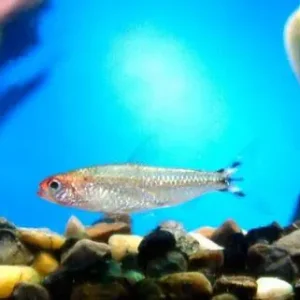 Hemigrammus rhodostomus / Rotkopfsalmler Super-Preis
