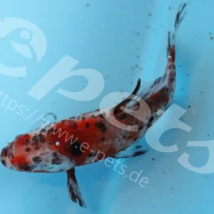 Carassius auratus schubunkin / Goldfisch schubunkin Preisreduziert