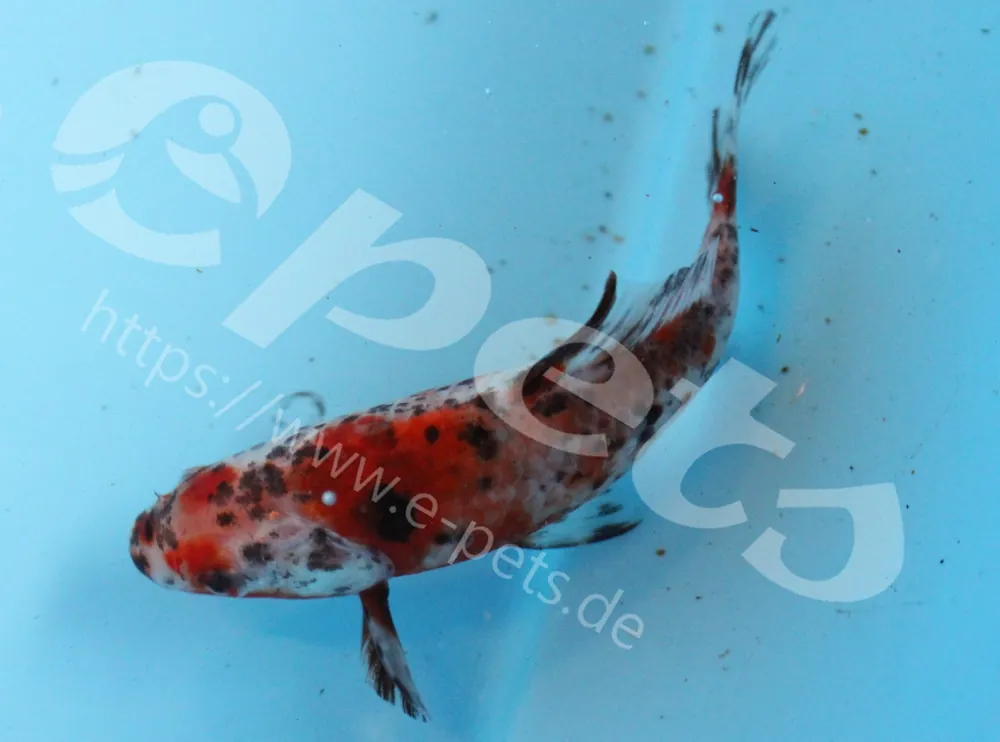 Carassius auratus schubunkin / Goldfisch schubunkin Preisreduziert