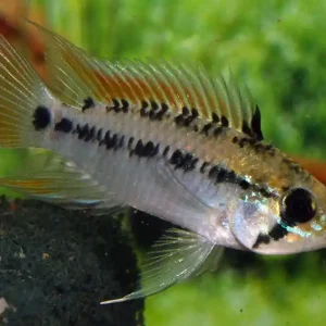 Kracherpreis Apistogramma macmasteri / Villavicencio-Zwergbuntbarsch