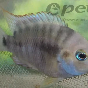 Knallerangebot Cichlasoma / Archocentrus sajica / Sajica-Buntbarsch