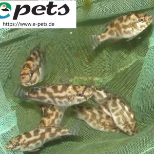 Billig Nimbochromis livingstonii / Schläferbuntbarsch