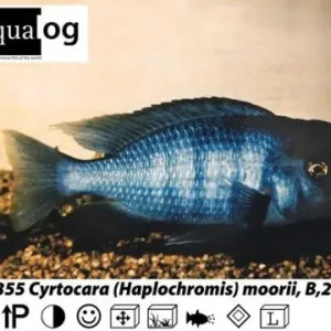 Haplochromis / Cyrtocara moorii / Beulenkopfmaulbrüter Preisreduziert