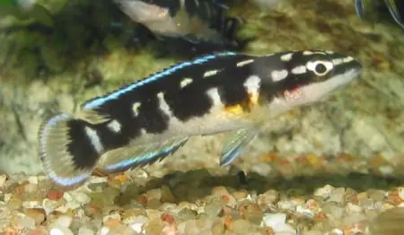 Beliebt Julidochromis transcriptus / Schwarzweißer Schlankcichlide