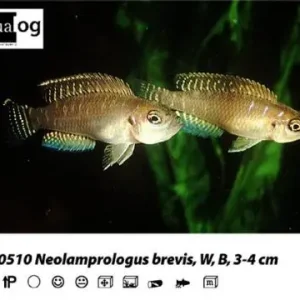 Lamprologus / Neolamprologus brevis / Schneckenbarsch Highlight