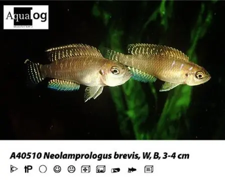 Lamprologus / Neolamprologus brevis / Schneckenbarsch Highlight