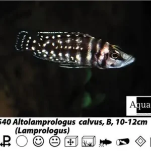 Kracherpreis Lamprologus / Altolamprologus calvus