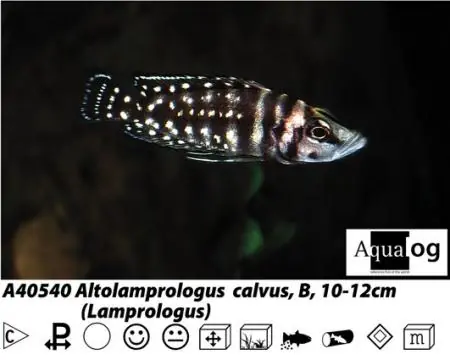Kracherpreis Lamprologus / Altolamprologus calvus