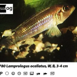 Lamprologus ocellatus Expressversand