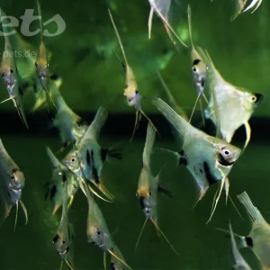 Highlight Pterophyllum dalmatin / Skalar weiss schwarz gescheckt
