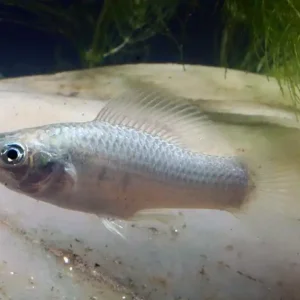 Expressversand Poetilia latipinna silver / Silbermolly