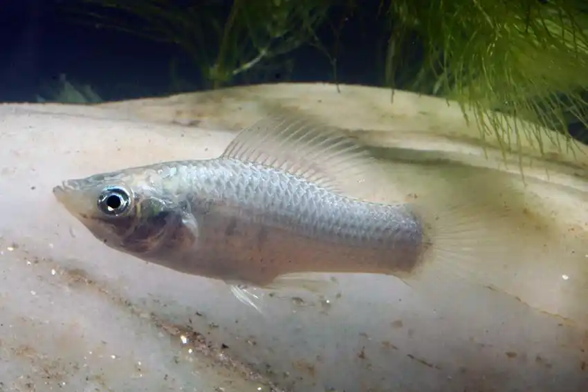 Expressversand Poetilia latipinna silver / Silbermolly