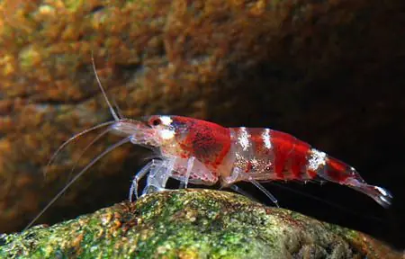 Caridina sp. Red crystal Grade 'A'/ Garnele rot cristal A Klasse Sofort Bestellen