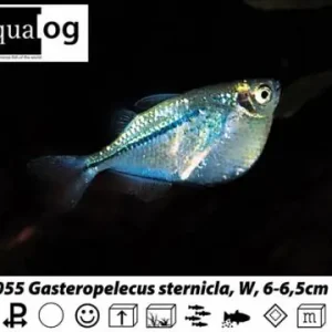 Gasteropelecus sternicla / Silberbeilbauchfisch Wochenendangebot