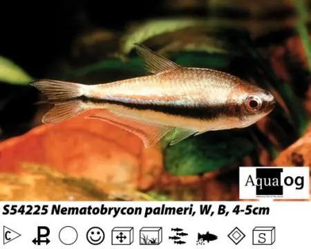 Nematobrycon palmeri / Kaisersalmler Nur Für Kurze Zeit