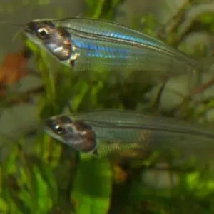 Echt Kryptopterus bicirrhis / Indischer Glaswels