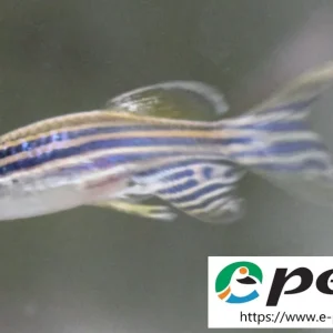 Brachydanio rerio long fin / Zebrabärbling Schleier Nur Heute